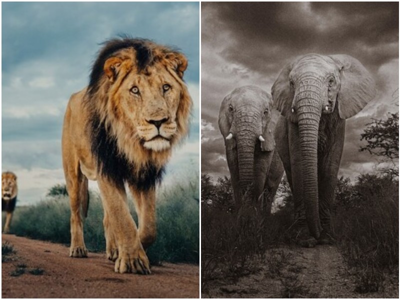 Удивительные портреты диких животных со скрытой камеры