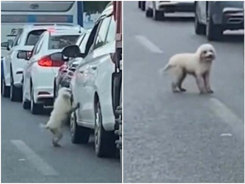 Хозяин выставил собаку из машины посреди дороги