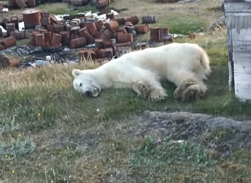 Белый медведь с консервной банкой пришёл за помощью к жителям Красноярского края 