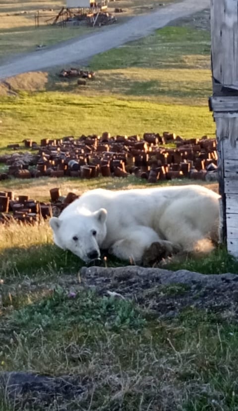 Белый медведь с консервной банкой пришёл за помощью к жителям Красноярского края 