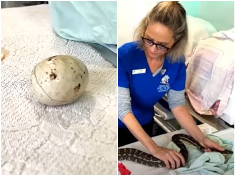 Ветеринары спасли змею, которая съела керамическое яйцо