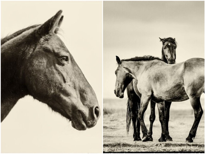 Удивительные фото диких лошадей в Южной Африке