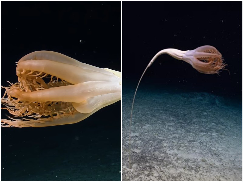В океане нашли глубоководное существо с множеством щупалец