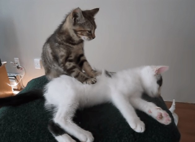 4. Почему кошки делают "массаж"