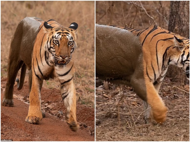 Тигр стал наполовину невидимкой после грязевой ванны