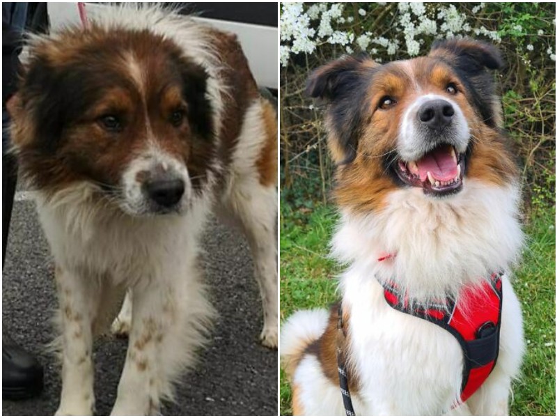 20 трогательных фото собак, которых спасли с улицы или приюта