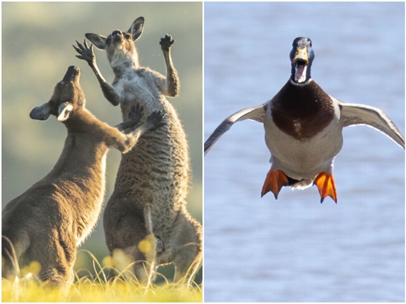Лучшие кадры с животными с конкурса Comedy Wildlife Photography