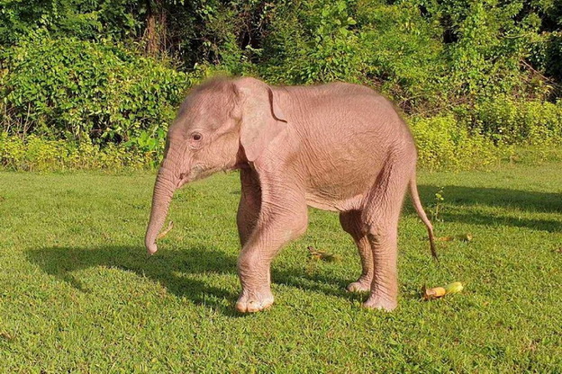 В Мьянме родился белый слонёнок