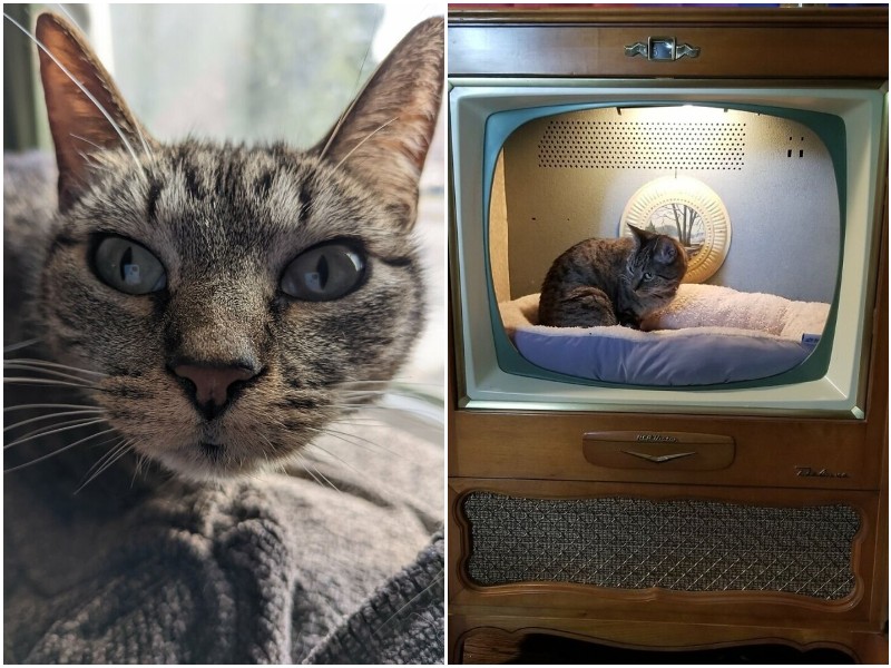 Кошке сделали необычный домик из старого телевизора