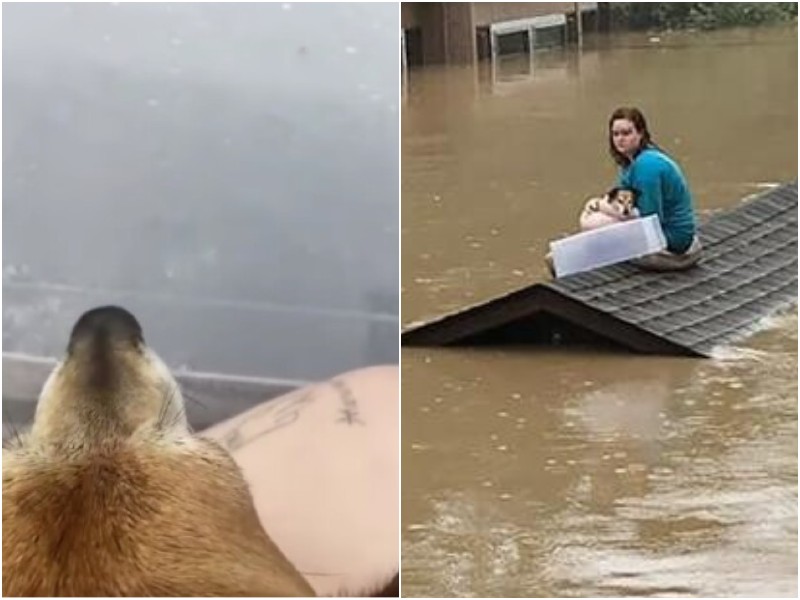 Девушка спасла свою собачку во время наводнения