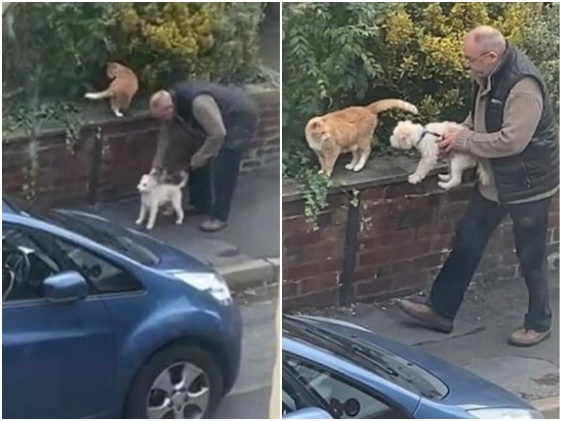 Забавная попытка мужчины познакомить собаку с котом
