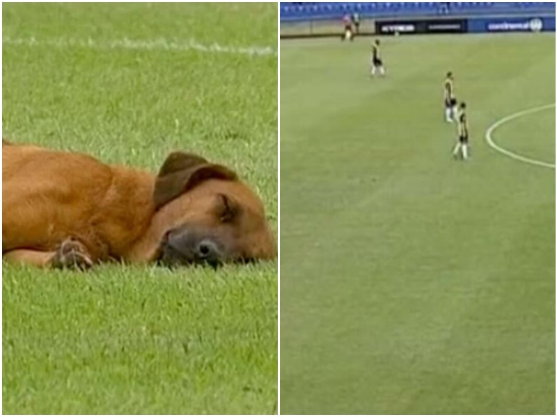 На футбольном матче заметили спящую собаку
