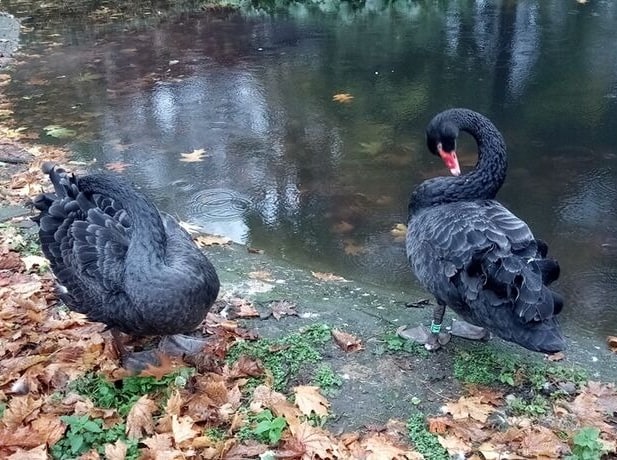 У лебедей из Омского зоопарка наконец появились птенцы