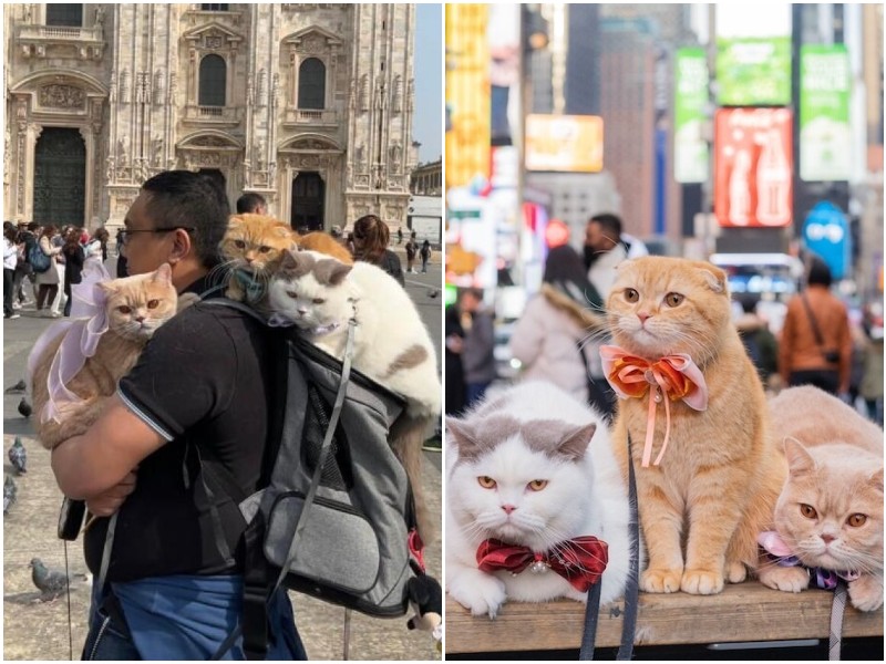 Супруги берут трёх кошек во все путешествия