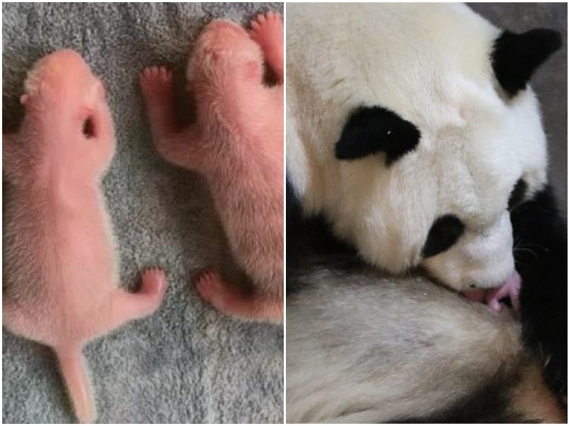 Радость дня: большая панда родила близнецов