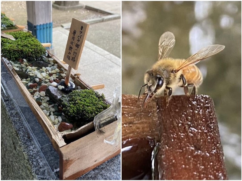 В японском храме построили чудесный садик для пчёл