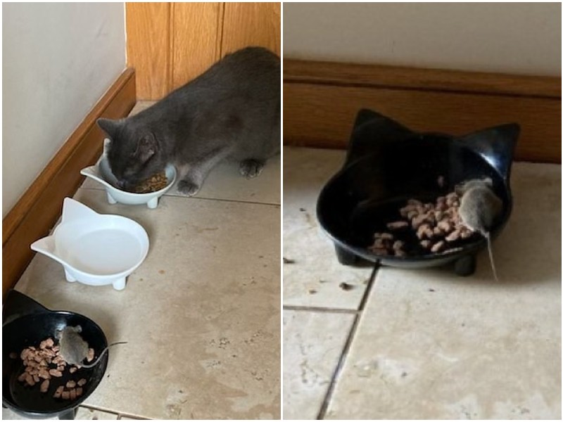 "Кошка-веган" обедает вместе с мышкой, забежавшей в дом