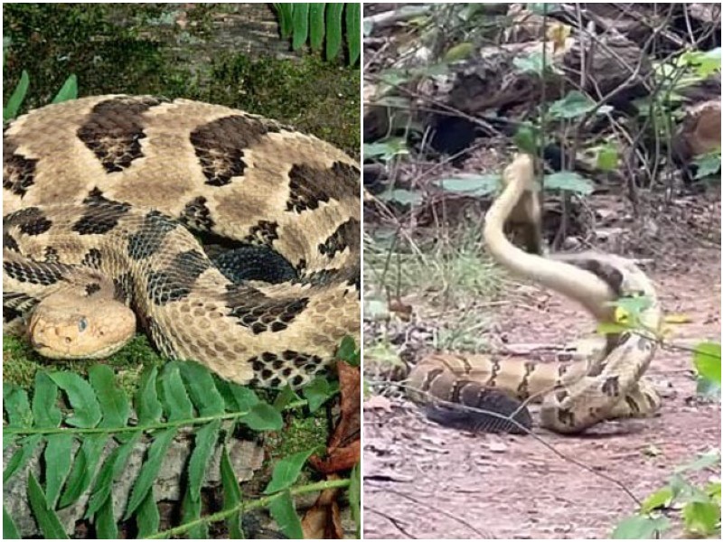 Американец заснял необычный "танец" змей в лесу