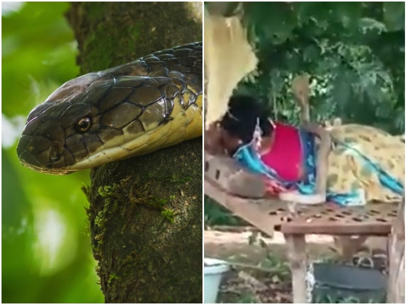 Житель Индии заснял, как на спящую женщину заползла змея