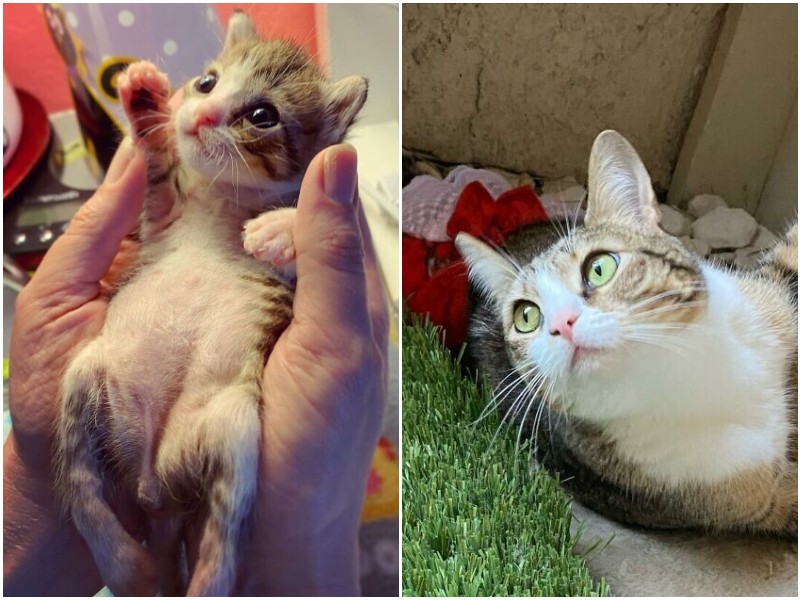Кошечка с парализованными лапками выросла в красавицу