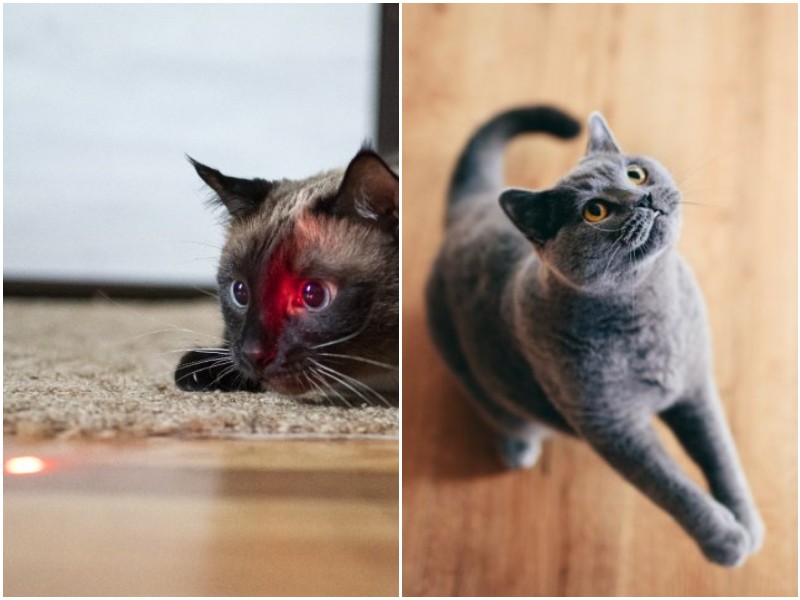 Чем лазерная указка может вредить кошке