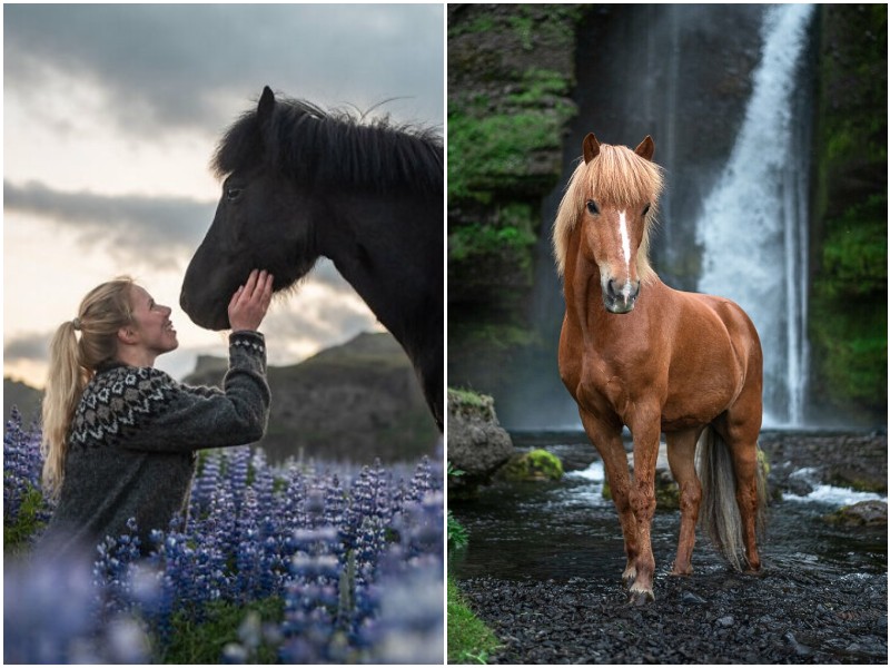 Фотограф делает невероятные снимки лошадей в Исландии