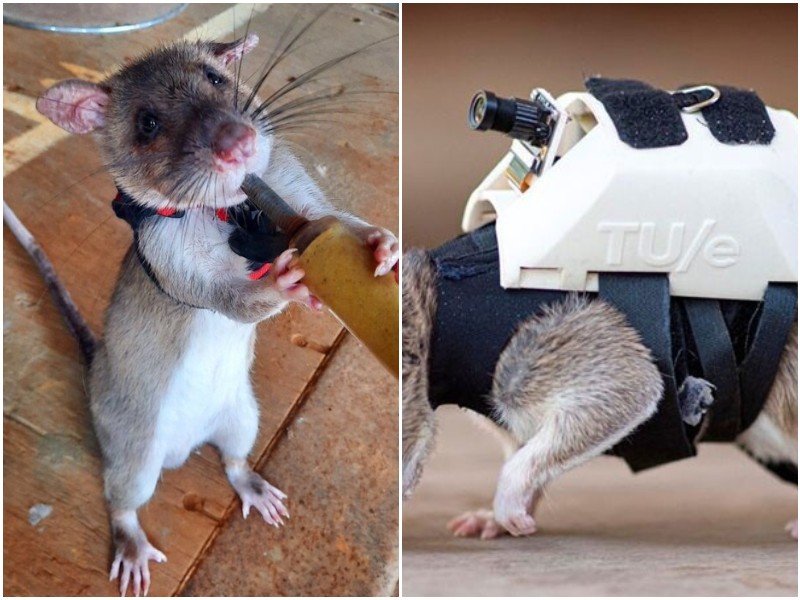 Крысы могут искать людей под завалами, и определять болезни