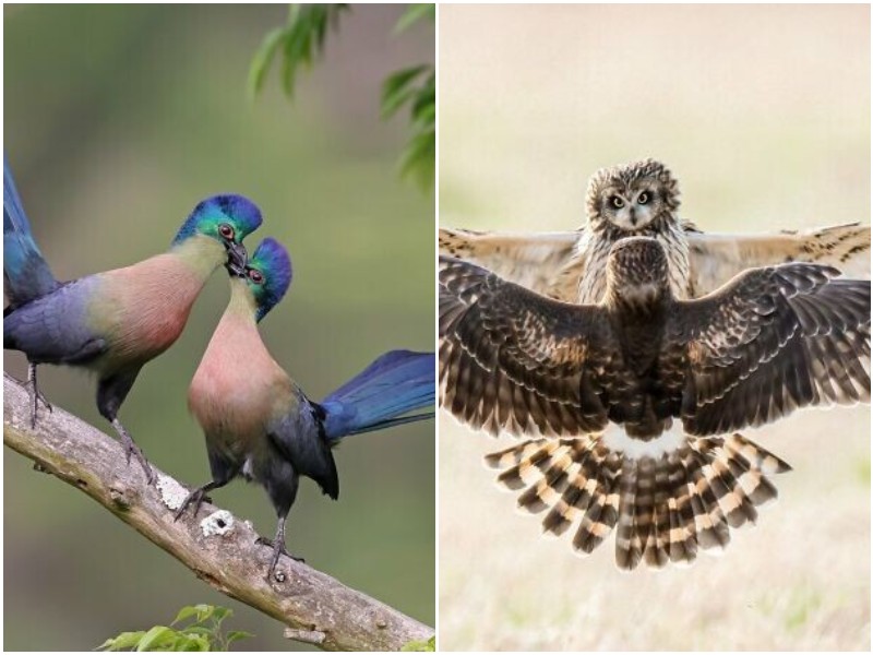 Удивительные кадры птиц с конкурса The Bird Photographer 