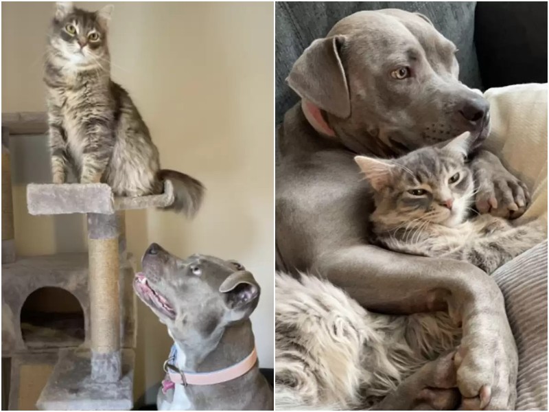 Собака, выросшая среди котов, считает себя одной из них 
