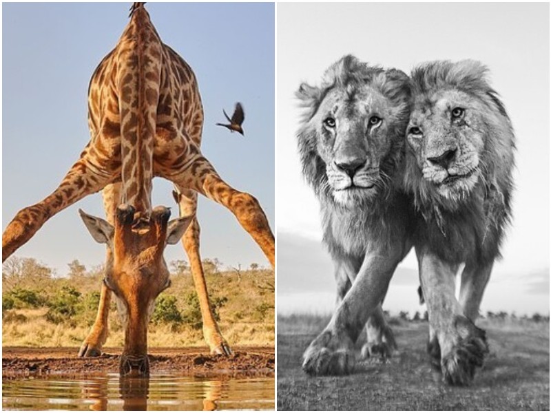 10+ фото животных с конкурса по охране природы 