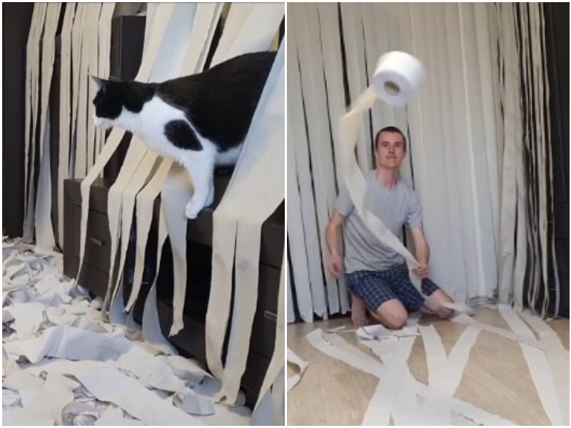 Хозяева сделали коту "комнату мечты" из туалетной бумаги