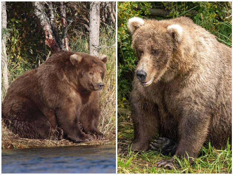 На Аляске выбирают самого тучного медведя
