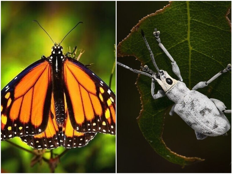 20+ макро-фото насекомых, которые открывают тайны природы