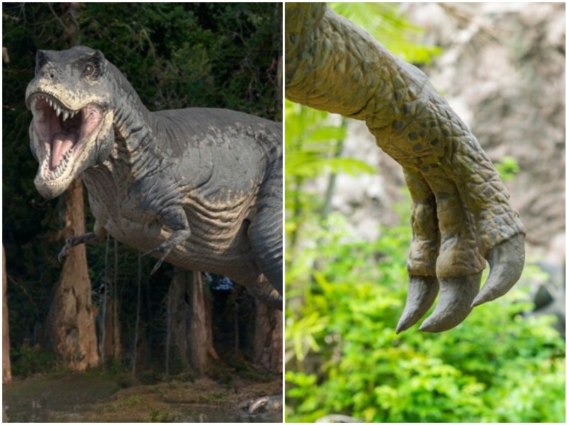 Почему у тираннозавров крошечные лапки