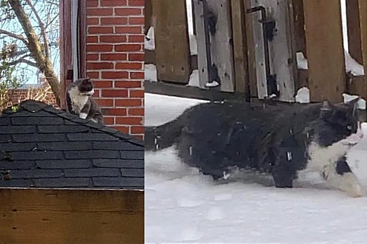 Пожилой кот преобразился, когда его подобрали с улицы