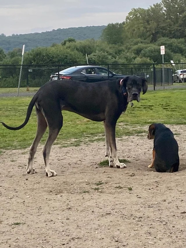 Гигант и собака средних размеров