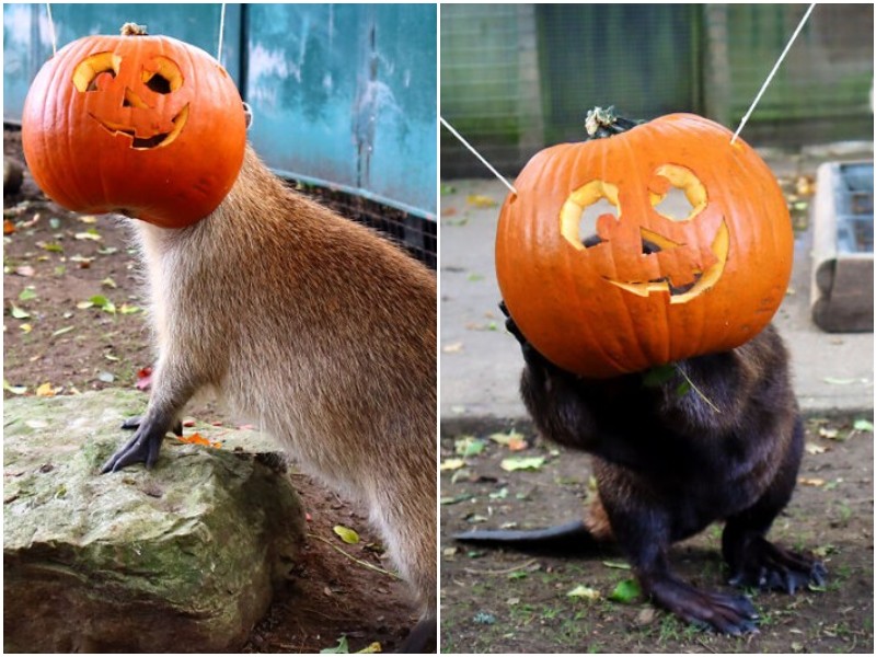 Для животных в зоопарке устроили Хэллоуин с тыквами