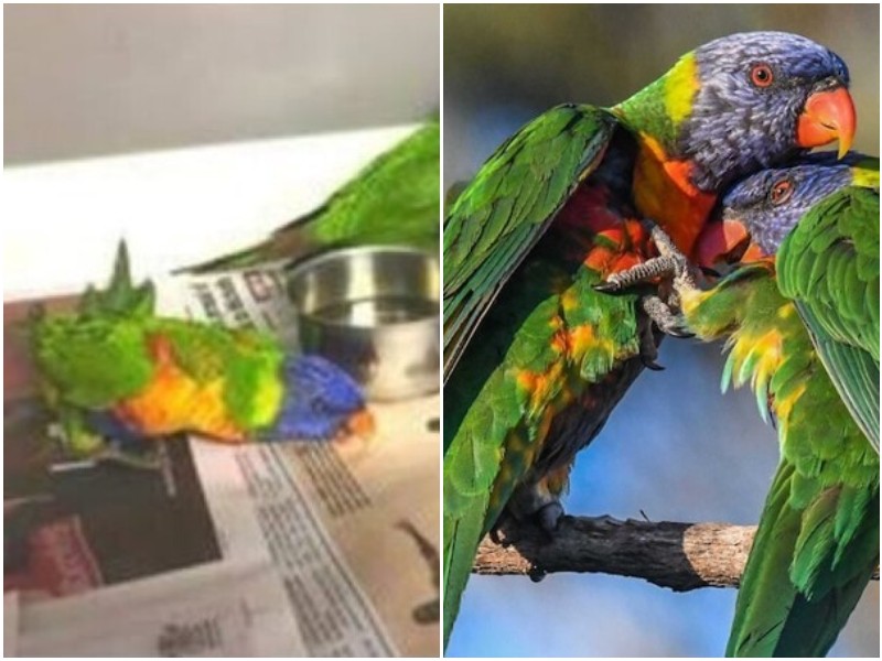 Почему тысячи попугаев в Австралии падают с неба