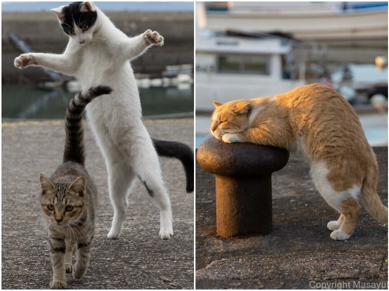 Жизнь бездомных котов в Японии на снимках Масаюки Оки