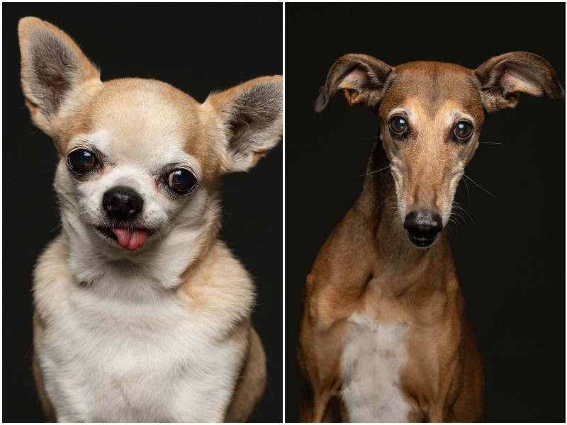 Фотограф сделала трогательный проект о приютских собаках
