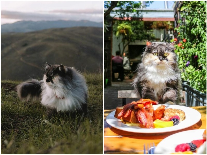 Фотогеничная кошка-путешественница очаровала соцсети