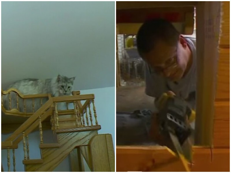 Мужчина 15 лет переделывал свой дом, чтобы его кошки не скучали