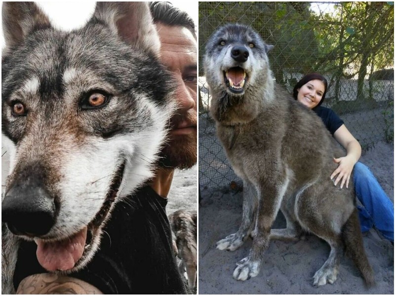 20+ фото гибридов волков и собак, которые стали чудесными питомцами