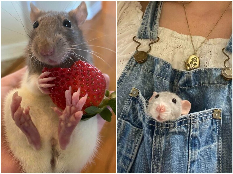 20+ фото с домашними крысами, которые украдут ваше сердечко 