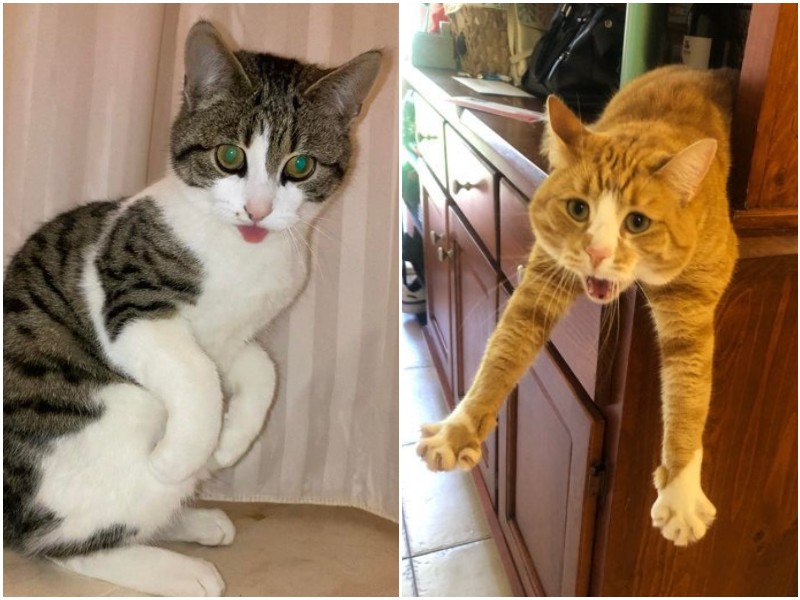 20 котов, которых поймали за странными и смешными занятиями 
