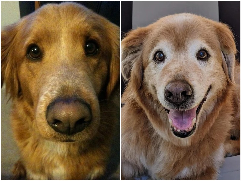15 трогательных снимков животных до и после того, как их спасли
