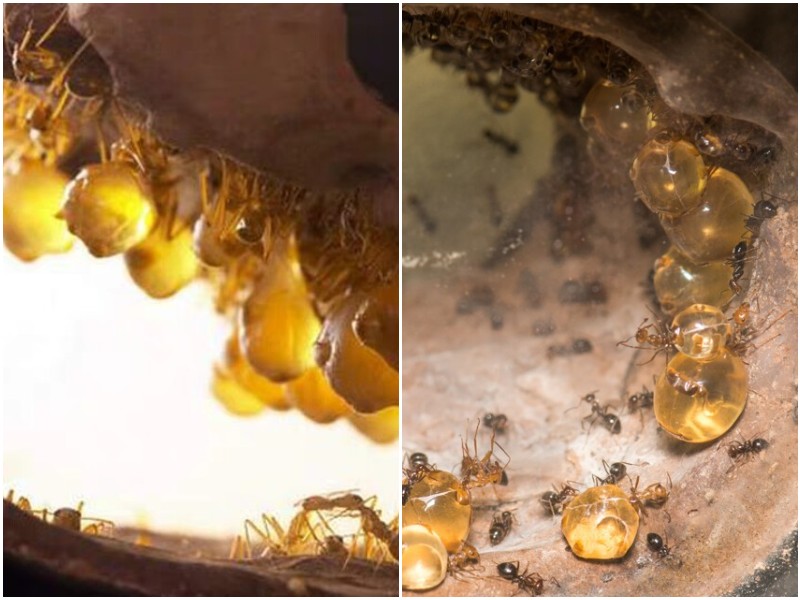 Почему некоторые муравьи производят мёд