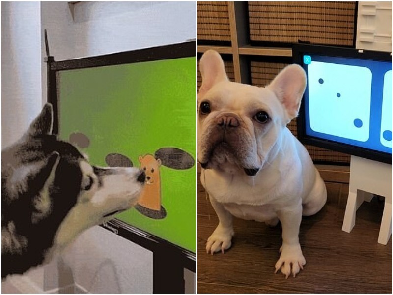 Для собак изобрели видео-игры, стимулирующие ум