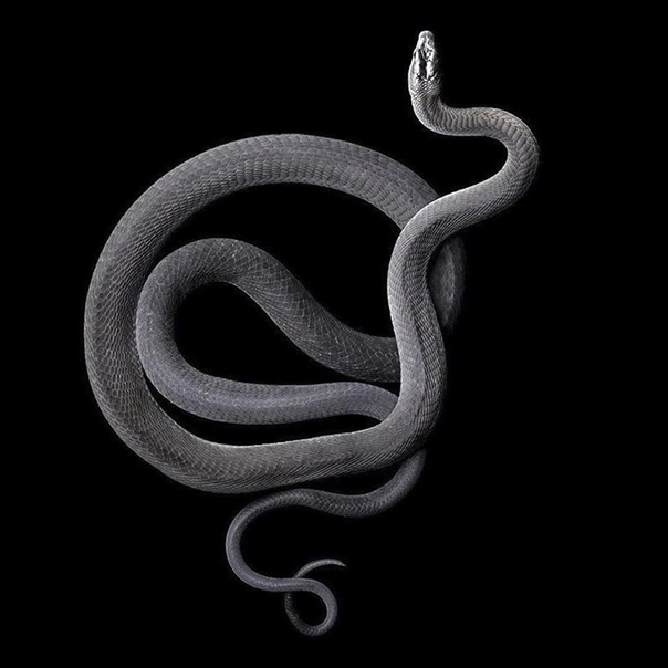 Фотограф решил создать серию фотографий со змеями и поплатился
