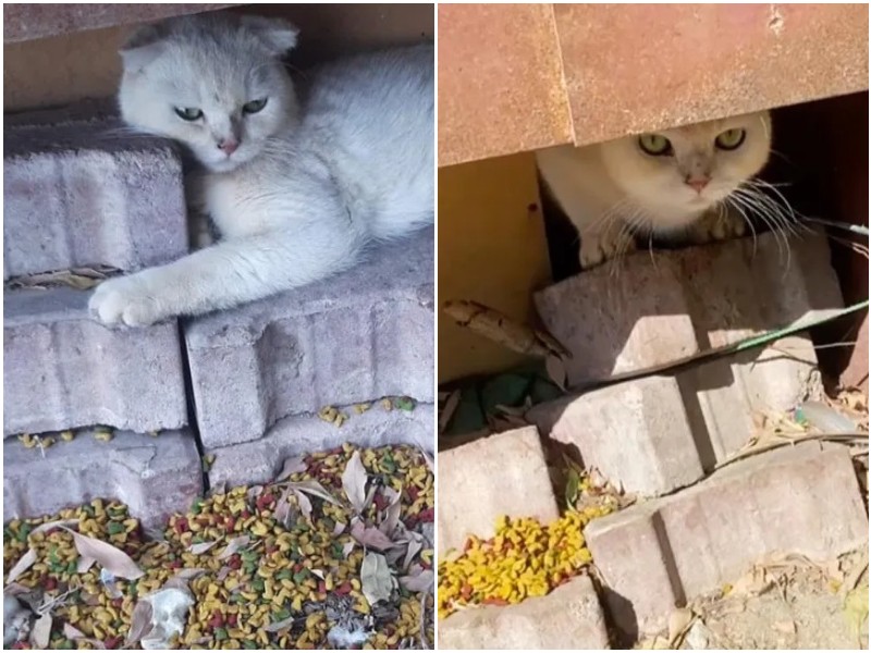 Кот с недоверием глядел на людей, прячась у бетонных блоков